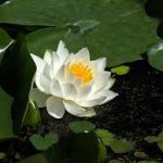 Seminario de Mindfulness para el manejo de la Ansiedad
